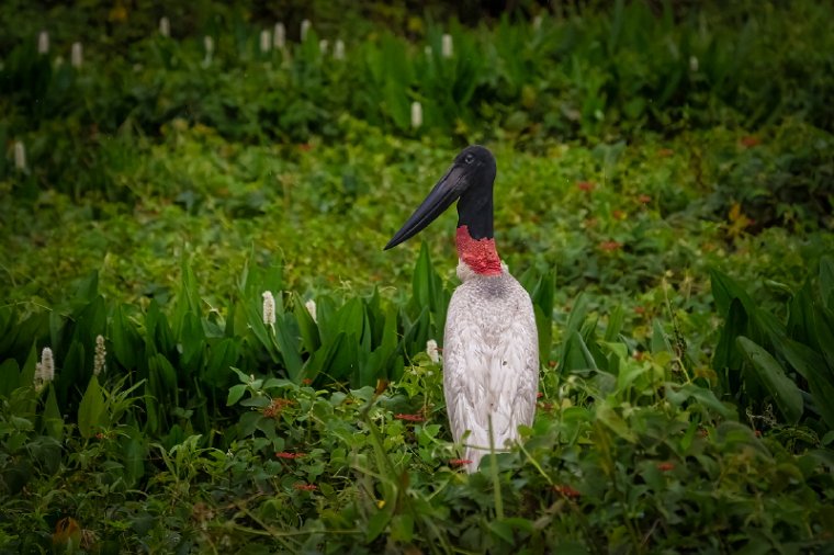 035 Noord Pantanal, jabiroe.jpg